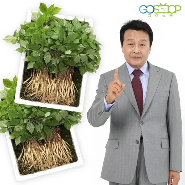 청유담 새싹삼 사포닌 새싹인삼 인삼 수삼 장뇌삼 산양삼, 1box, 130뿌리