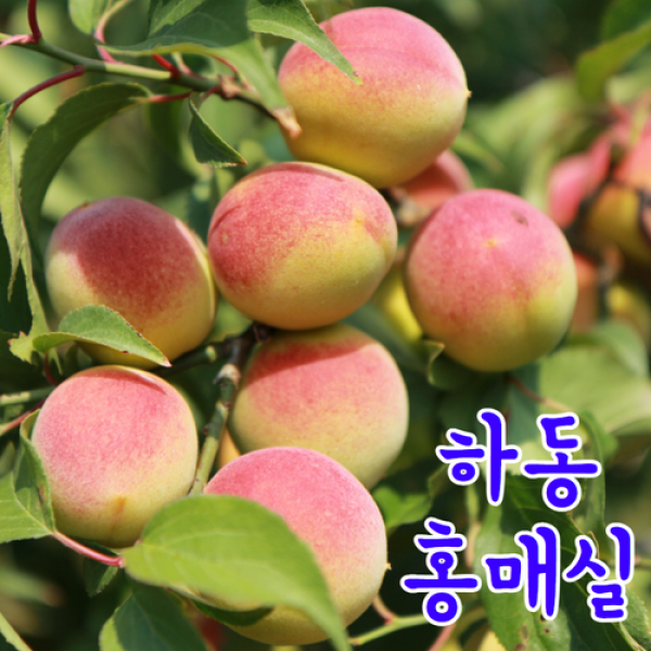 [진한 매실향이 일품] 경남 하동 홍매실(소/중/특/왕특/왕왕특) 남고매실 매실액 담그기용, 특품 5kg