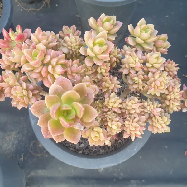 [수암다육] 쿠스피다툼 철화 랜덤발송 Sedum cuspidatum f. cristata 다육 다육이 다육식물 307 커스피다텀 커스피닷컴