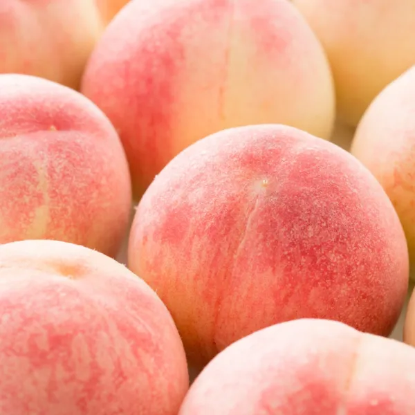 복숭아 맛집 - 경북 경산 백도딱딱이 황도말랑이 복숭아