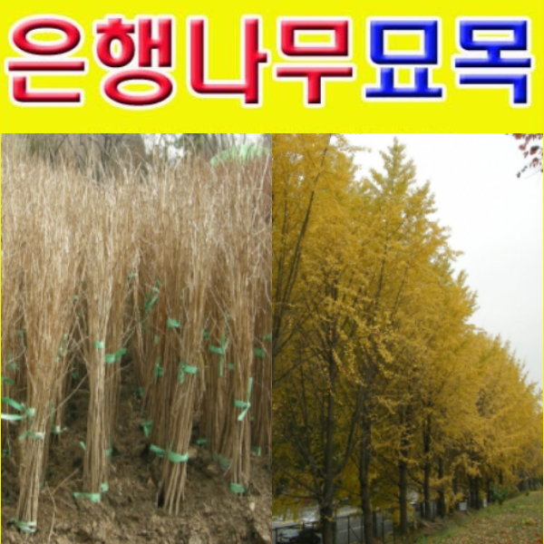(G소망)은행나무묘목(실생5년)약1.5미터 5그루