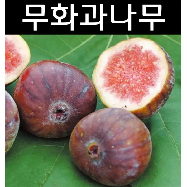 무화과(승정도후인) 삽목2년/나무 묘목/과실수