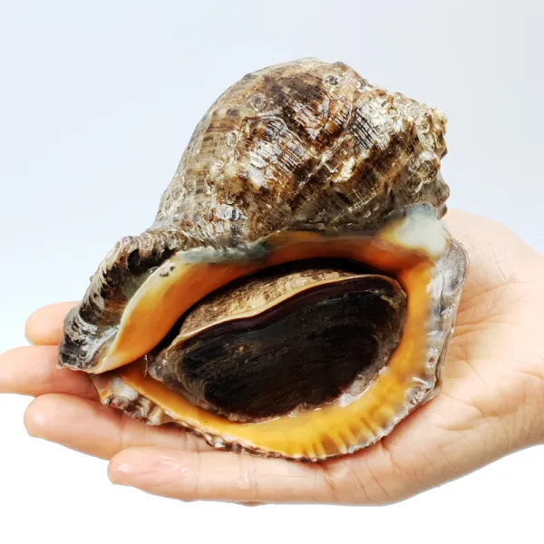  장군수산 살아가는 참 소라 1kg_태안 당일조업 산지직송 무료반품 1박스 02. 활 참소라 1kg 대_3~5미 