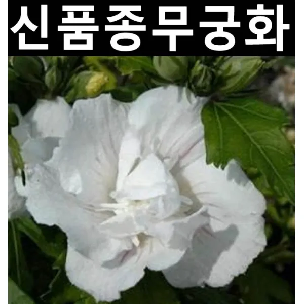 무궁화(잔다르크) 삽목2년 포트 3개/나무 묘목/활엽수/정원용