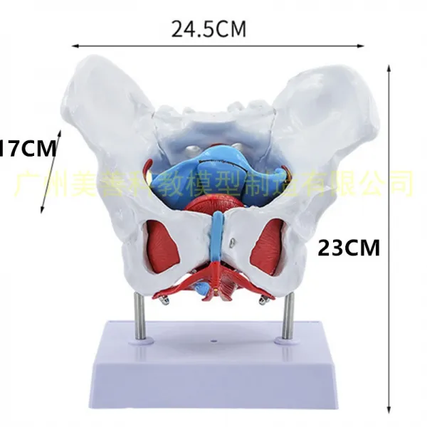교육용 실습 인체해부모형 뼈 해골 전신 골반모형 여성 골반 및 바닥근육모형 골반관 골격해 골반저 근육이 있는 여성 골반 기저부 포함 상세페이지 참조