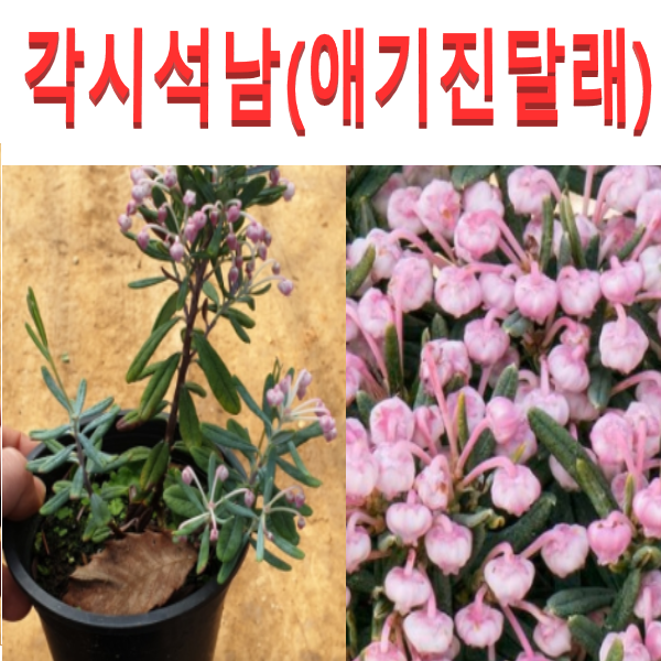 (D소망)각시석남(애기진달래)(포트)1그루