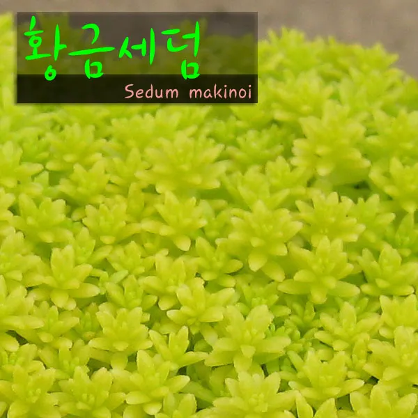 허브여울 황금세덤 지름 9cm 소품화분, 10개
