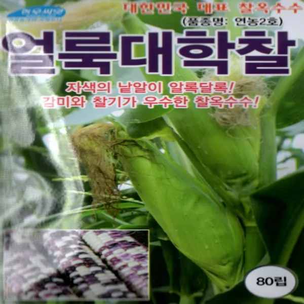 진양원예사 얼룩대학찰옥수수 - 얼룩찰옥수수 찰옥수수 종자 씨앗 80립 2000립