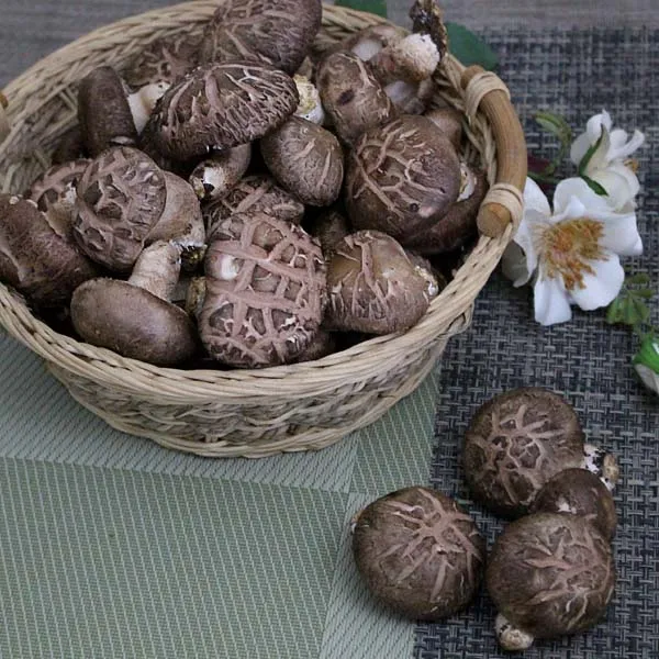 생표고버섯(상)5kg, 자연대로팜웨이, 생표고(상)5kg