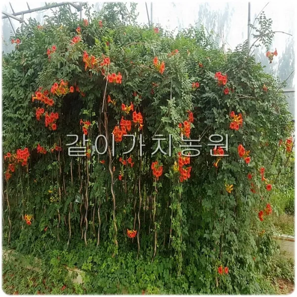 같이가치농원 능소화나무(R2 전후 H2.0 내외)