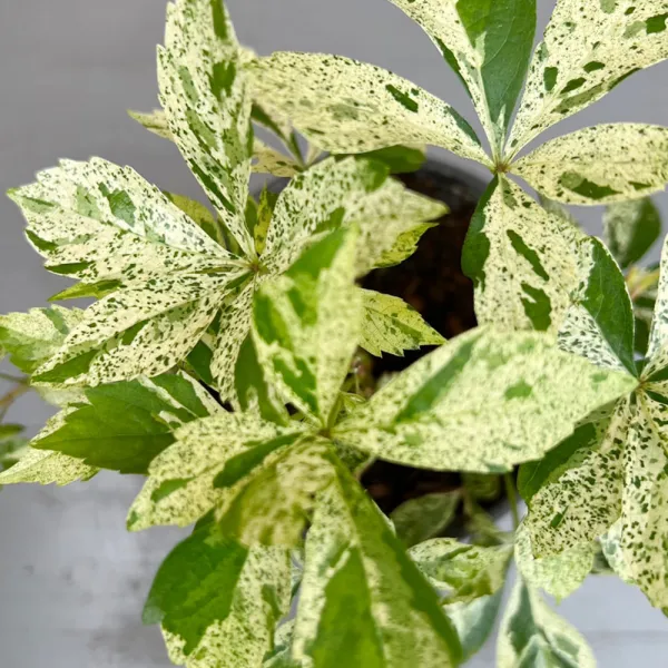 가꾸다 무늬담쟁이 현재 잎색상 좋습니다!