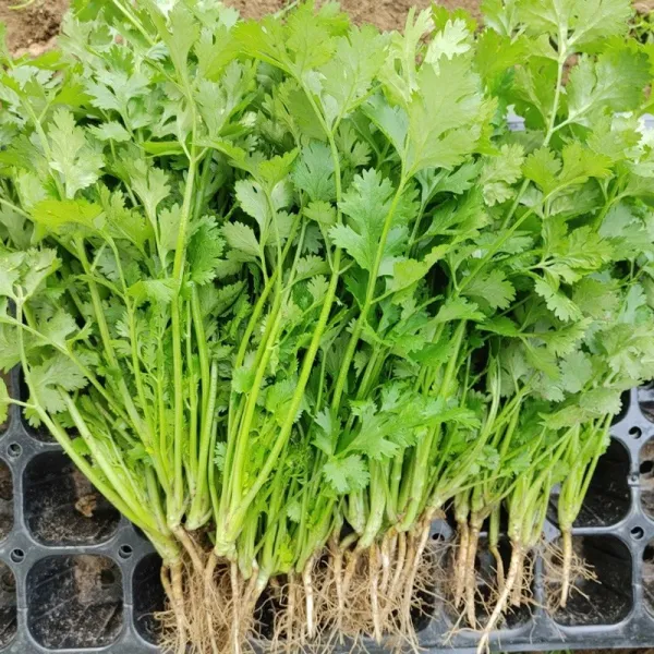 당일수확 고수 고수나물 고수풀 향신료고수, 고수나물 1kg