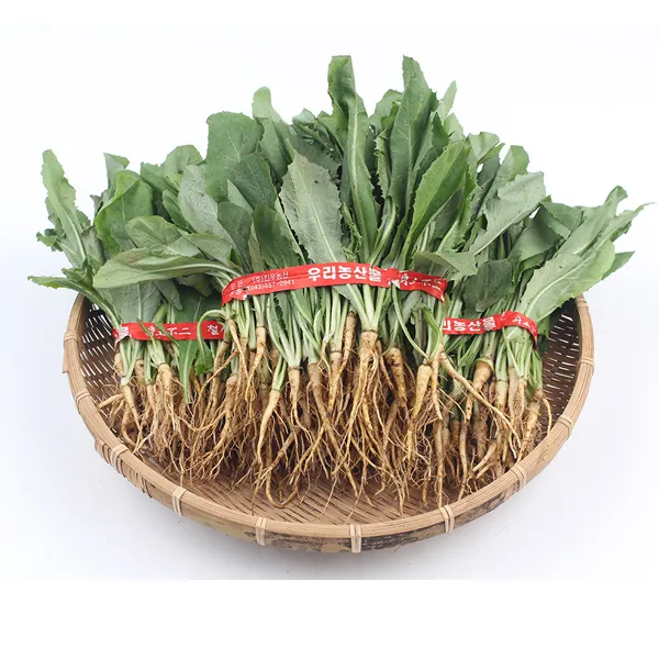 산지직송 국내산 고들빼기 5단 단품