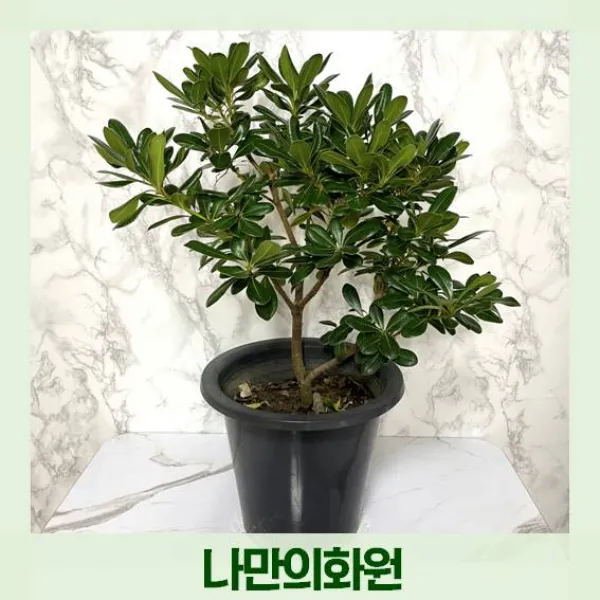나만의화원 만리향 꽃 만리향나무 향기좋은식물