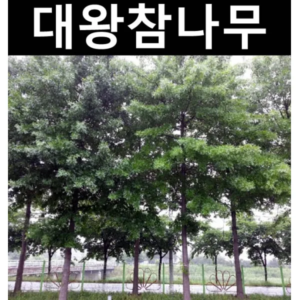 핀오크(대왕참나무) 실생2년 5개/나무 묘목/활엽수/정원용
