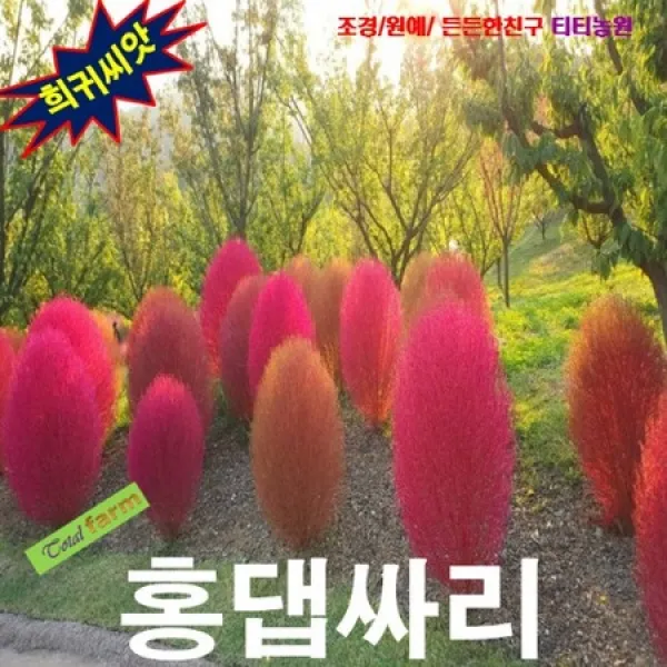 (희귀씨앗) 홍댑싸리 10 립 오랫동안 단풍을 감상