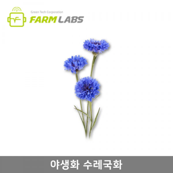 [팜랩스몰] 다농 야생화 수레국화 1g
