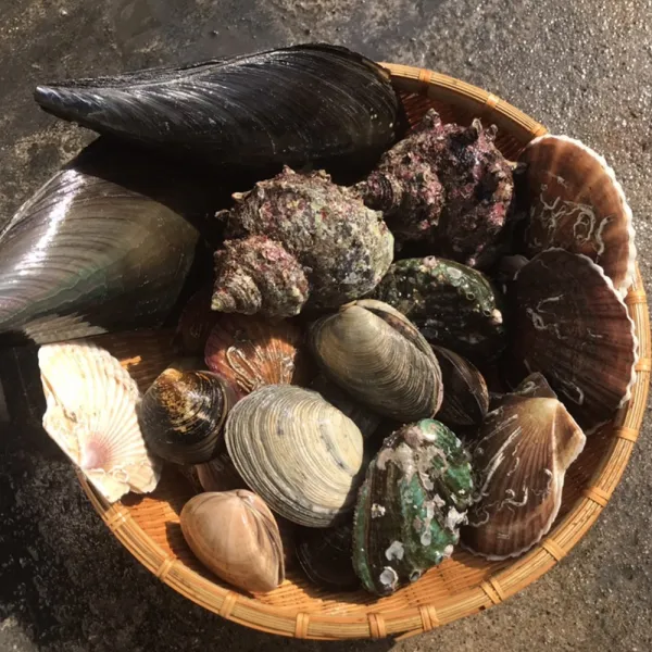 조개탕수산물 어패류 세트 6종 1kg 제철 캠핑모듬조개 해산물 바지락 째복 명주 갈미 백합조개 백상합 모시 뿔소라 대왕 참가리비구이 키조개 전복 삐뚤이소라 밀고동 돌조개 흠스수산 1개 3kg