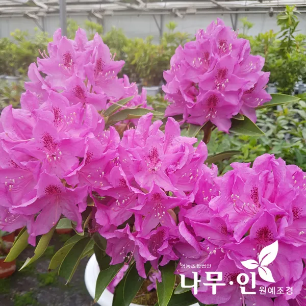 [나무인] 만병초 윌슨품종 진분홍색 월동가능