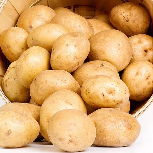 다농이네 포슬포슬 감자 10kg(중), 1
