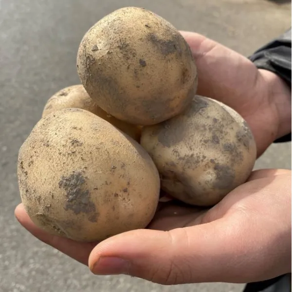2021년 진짜 맛있는 하우스 감자 햇감자 수미감자 타박감자, 중사이즈(통구이용), 3kg