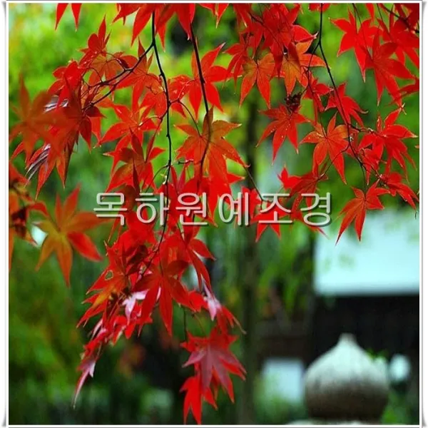 목하원예조경 단풍나무(청단풍)2년생특묘
