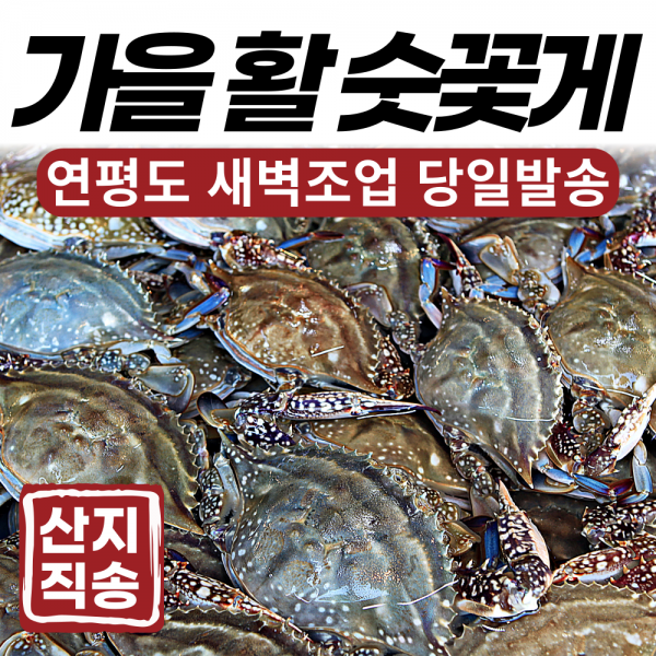 [새벽조업 당일발송] 서해안 황금어장 연평도 가을 생물 활 숫 꽃게 2kg 3kg, 1. (활)가을숫꽃게 2kg (8~12미)