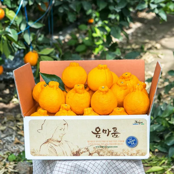 [옴마품]특고당도 제주 한라봉 4.5kg중과(19-23)