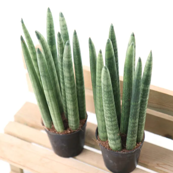 갑조네 스투키 22cm 1+1 공기정화식물 미세먼지 다육화분 다육식물