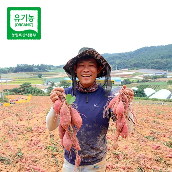 [해야농장] 무안 유기농 햇 고구마 3kg,5kg,10kg (으뜸이) 인간극장출연, 유기농 햇 고구마 10kg (으뜸이)