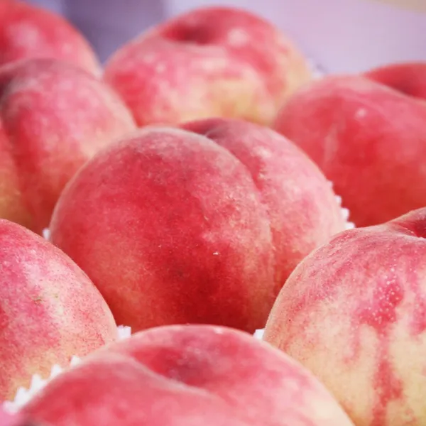 세상모든농부 딱딱이 복숭아 단물뚝뚝 말랑이 백도복숭아 황도 복숭아 털복숭아 4.5kg 4kg 1box 말랑이 황도복숭아 4kg 15 17과