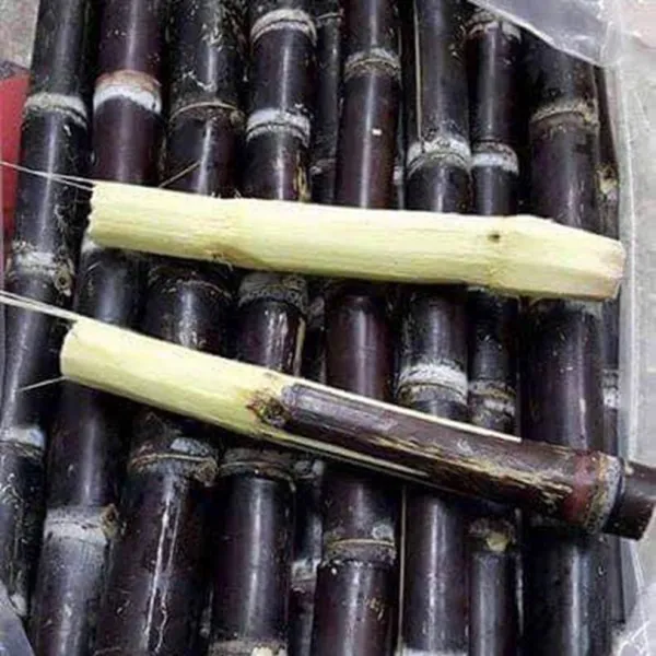 Fresh 보라사탕수수 스틱 10kg 무료배송 1box