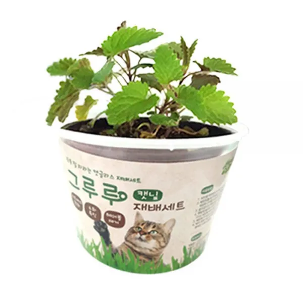 고양이 기호품 캣닢 기르기 재배 세트 고양이풀, 1개