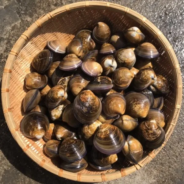 모시조개1kg 제철 캠핑모듬 조개 해물찜 탕 해산물 수산물 어패류 바지락 째복 명주 비단 갈미 백합조개 백상합 뿔소라 대왕 참가리비구이 키조개 전복 삐뚤이소라 밀고동 돌조개 개조개 3개 3kg
