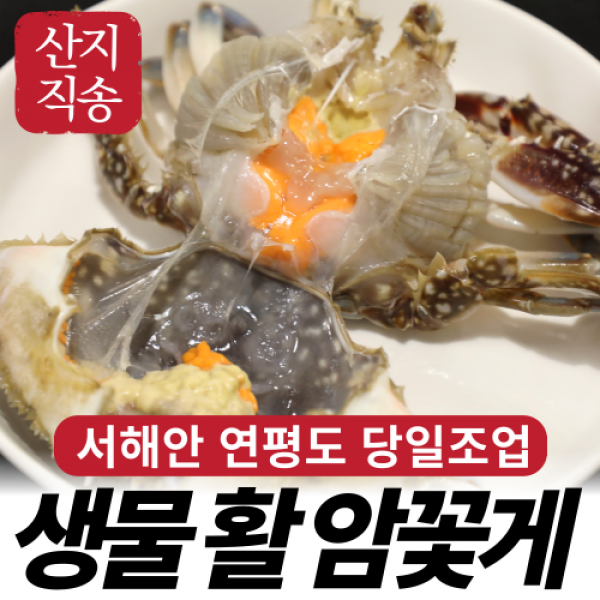 [산지직송] 안군수산 서해안 제철 생물 활 알배기 암 꽃게 2kg 1kg 당일발송, 1.알배기 활암꽃게 1kg (3~5미)