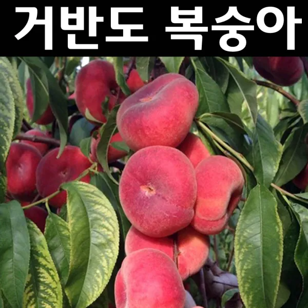 복숭아 도넛피치/거반도 접1년 포트 1개/나무 묘목/과실수/유실수