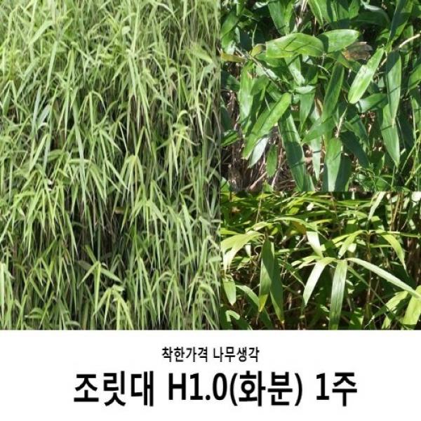 착한가격 나무생각 조릿대 H1.0(화분)