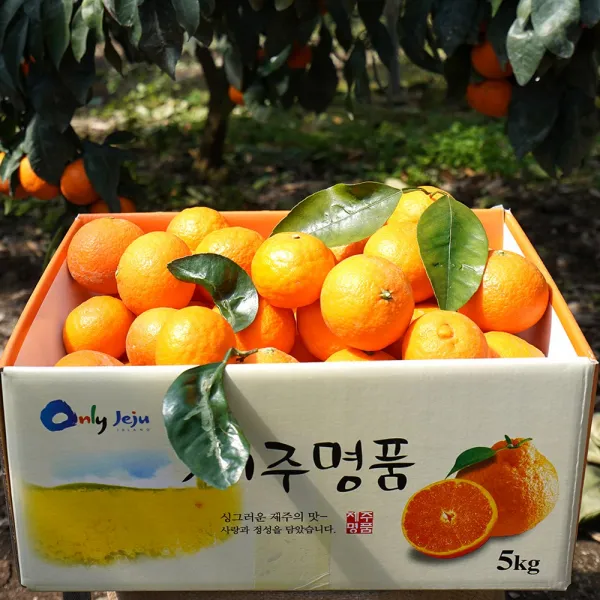 제주귤내음농원 새콤달콤 제주 카라향 2kg 3kg 5kg, 1개, 소과 2kg