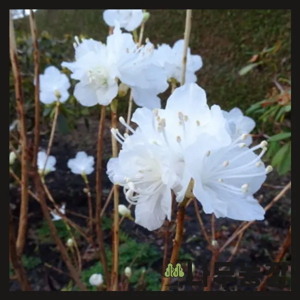 (나무농장) 백진달래 15cm 포트