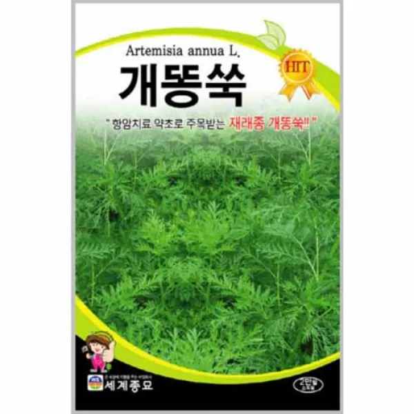  농사넷 항암치료 약초로 주목받은 재래종 개똥쑥 1봉