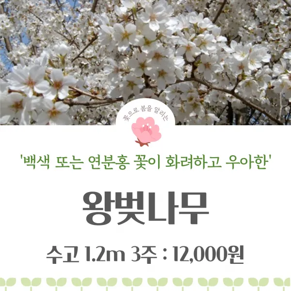충북농원 / 꽃으로 봄을 알리는 왕벚나무 (3주 1세트), 왕벚나무(3주 1세트)