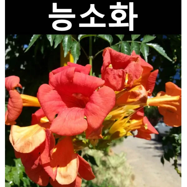 능소화 삽목3년(특대) 뿌리 1개/나무 묘목/꽃나무/조경용