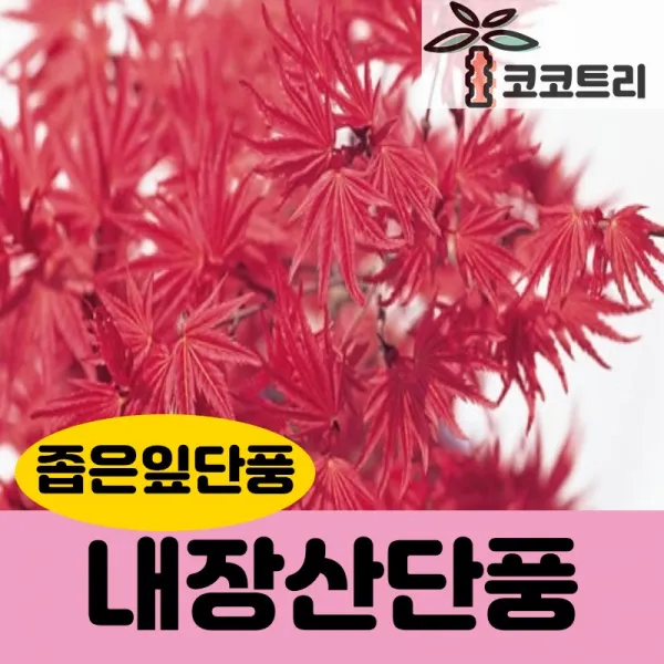 [코코트리] 청단풍 묘목, 1개, 내장산단풍(좁은잎단풍) 종자 1L