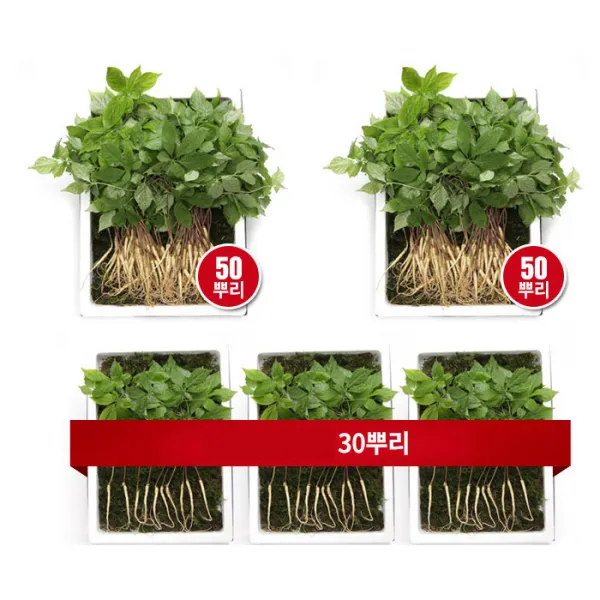 명품 청유담 새싹삼 50뿌리 130뿌리 택1 새싹인삼 인삼새싹 사포닌 명품새싹삼 인삼, 130개