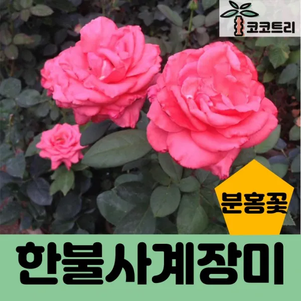 코코트리 [꽃나무] 한불사계장미, 1개, 한불사계장미 (분홍꽃)