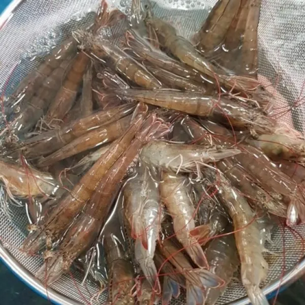 고흥 급냉 왕새우 흰다리새우 1kg 35미내외 새우구이 캠핑음식, 급냉새우1KG