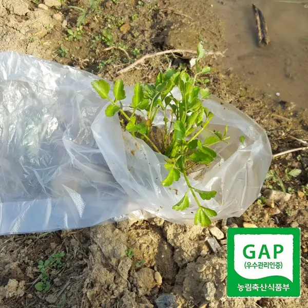 형제미나리 미나리모종 25포기 이상 밭미나리모종 돌미나리 씨앗 아닌 모종 5팩 20포기 이상