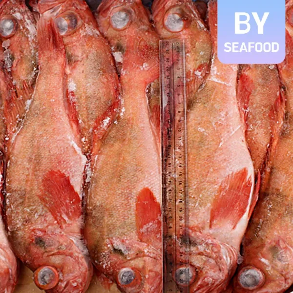 도매 적어 7kg 500-1000 장문볼락/열기/빨간고기/박스, 500/700 (12마리)
