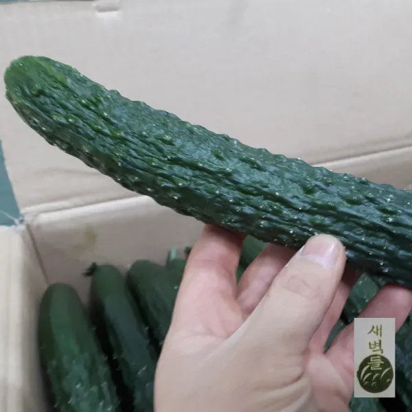 새벽들 가시오이특품(2개 5개 10개 10kg), 1봉