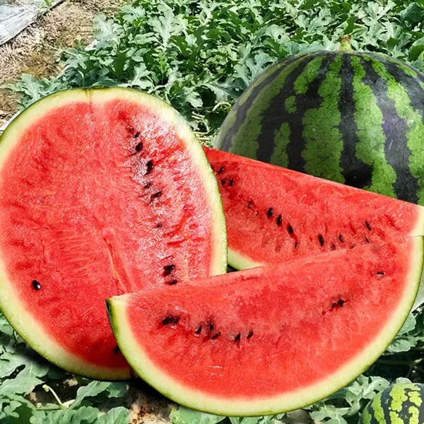 [푸르젠] 국내산 수박 5~8kg, 1개, 7~8kg